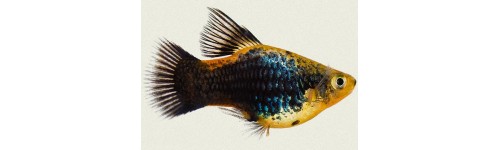 Platy