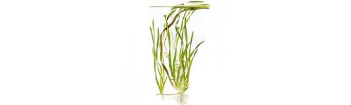 VALLISNERIA