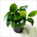Anubias barteri var. nana