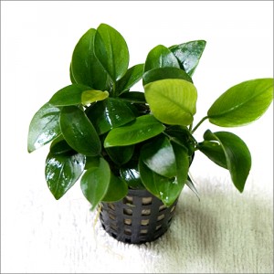 Anubias barteri var. nana