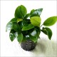 Anubias barteri var. nana