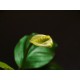 Anubias barteri var. nana