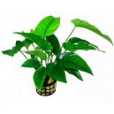 Anubias barteri var. barteri