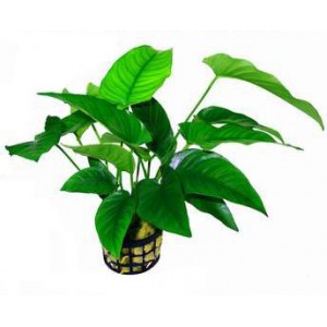 Anubias barteri var. barteri