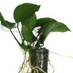 Anubias barteri var. barteri