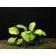 Anubias barteri var. barteri