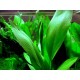 Anubias lanceolata