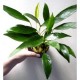 Anubias lanceolata