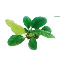 Anubias '' Coffeifolia"
