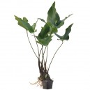 Anubias hastifolia