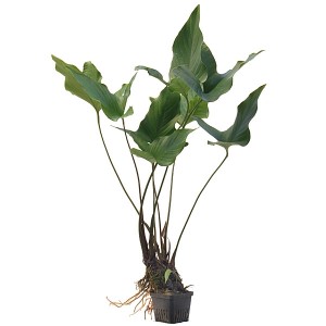 Anubias hastifolia