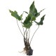 Anubias hastifolia