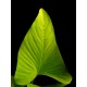 Anubias hastifolia