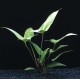 Anubias hastifolia