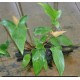 Anubias hastifolia