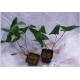 Anubias hastifolia