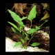 Anubias hastifolia