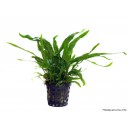Microsorum pteropus