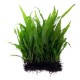 Microsorum pteropus