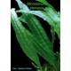 Microsorum pteropus