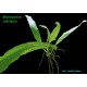 Microsorum pteropus
