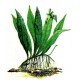 Microsorum pteropus