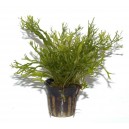 Microsorum pteropus "Windelov"