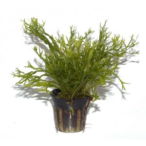 Microsorum pteropus "Windelov"
