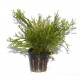 Microsorum pteropus "Windelov"