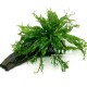 Microsorum pteropus "Windelov"