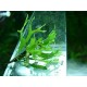 Microsorum pteropus "Windelov"