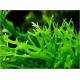 Microsorum pteropus "Windelov"