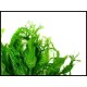 Microsorum pteropus "Windelov"