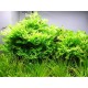 Microsorum pteropus "Windelov"