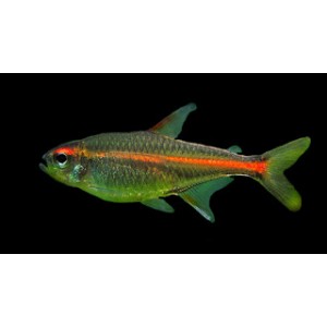 TETRA ŽHAV&Aacute; - Hemigrammus erythrozonus