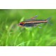 TETRA ŽHAVÁ - Hemigrammus erythrozonus