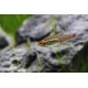 TETRA ŽHAVÁ - Hemigrammus erythrozonus