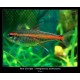 TETRA ŽHAVÁ - Hemigrammus erythrozonus