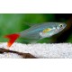 TETRA VLÁKNOPLOUTVÁ - Prionobrama filigera