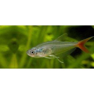 TETRA VL&Aacute;KNOPLOUTV&Aacute; - Prionobrama filigera