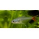 TETRA VLÁKNOPLOUTVÁ - Prionobrama filigera