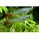 TETRA VLÁKNOPLOUTVÁ - Prionobrama filigera