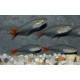 TETRA VLÁKNOPLOUTVÁ - Prionobrama filigera