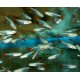 TETRA VLÁKNOPLOUTVÁ - Prionobrama filigera