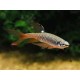 TETRA STŘÍKAVÁ - Copella arnoldi