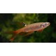 TETRA STŘÍKAVÁ - Copella arnoldi