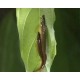 TETRA STŘÍKAVÁ - Copella arnoldi