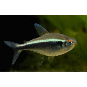 NEONKA ČERN&Aacute; - Hyphessobrycon herbertaxelrodi