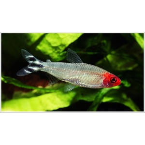 TETRA BLEHEROVA - Hemigrammus bleheri