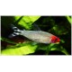 TETRA BLEHEROVA - Hemigrammus bleheri